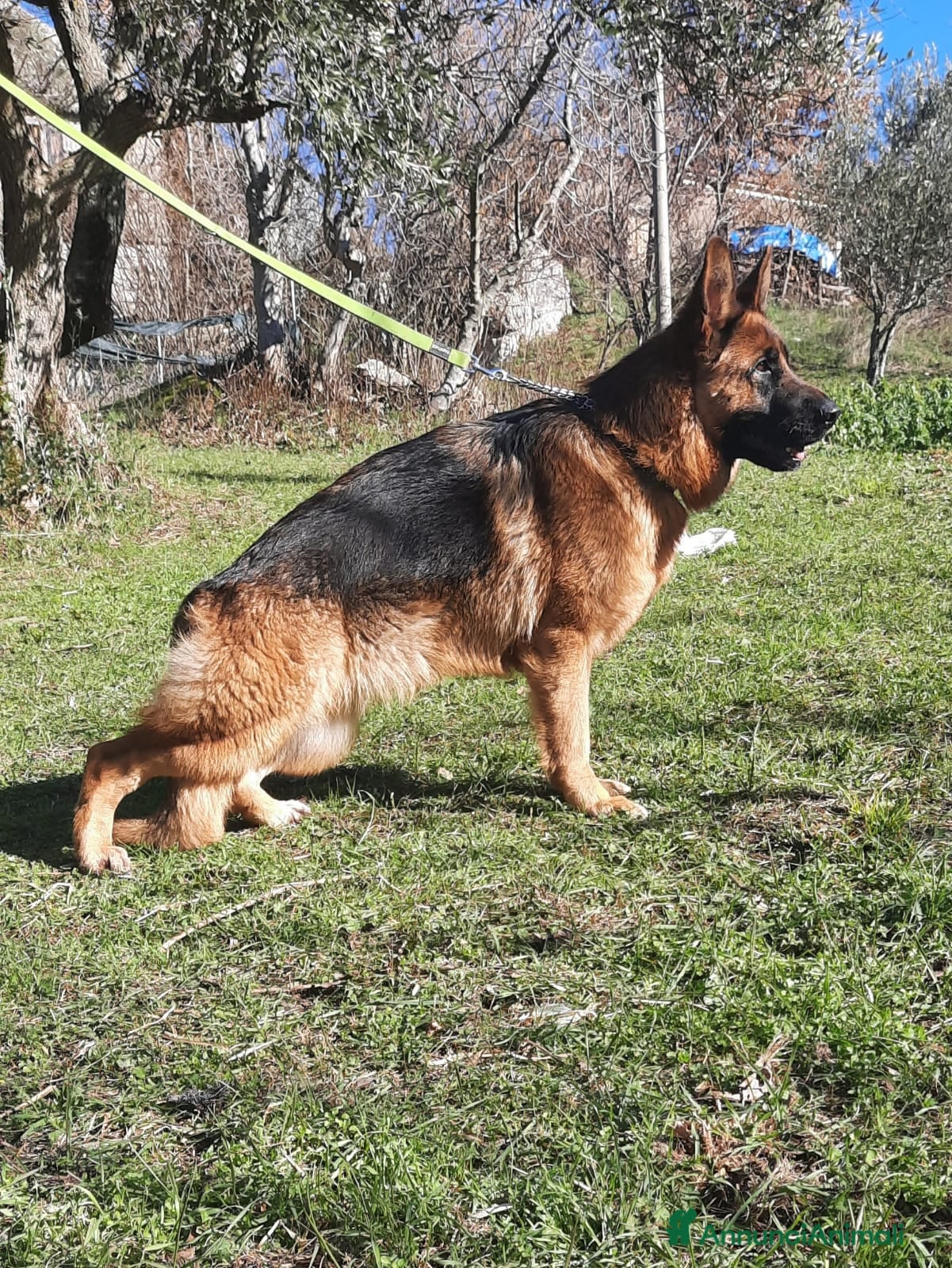 Pastore Tedesco cani Cuccioli Pastore Tedesco PURA RAZZA  - Annuncio 1