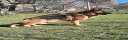 Pastore Tedesco cani in vendita: Cuccioli Pastore Tedesco PURA RAZZA  a Ente di decentramento regionale di Udine - Annuncio 1