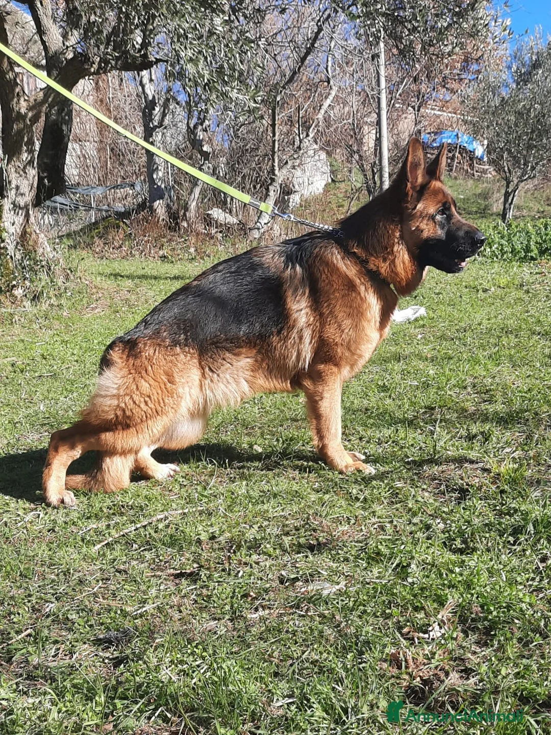 Pastore Tedesco cani in vendita: Cuccioli Pastore Tedesco PURA RAZZA  a Ente di decentramento regionale di Udine - Annuncio 1