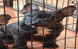 Bulldog Francese cani in vendita: Bulldog francese cucciolo  - Immagine 3