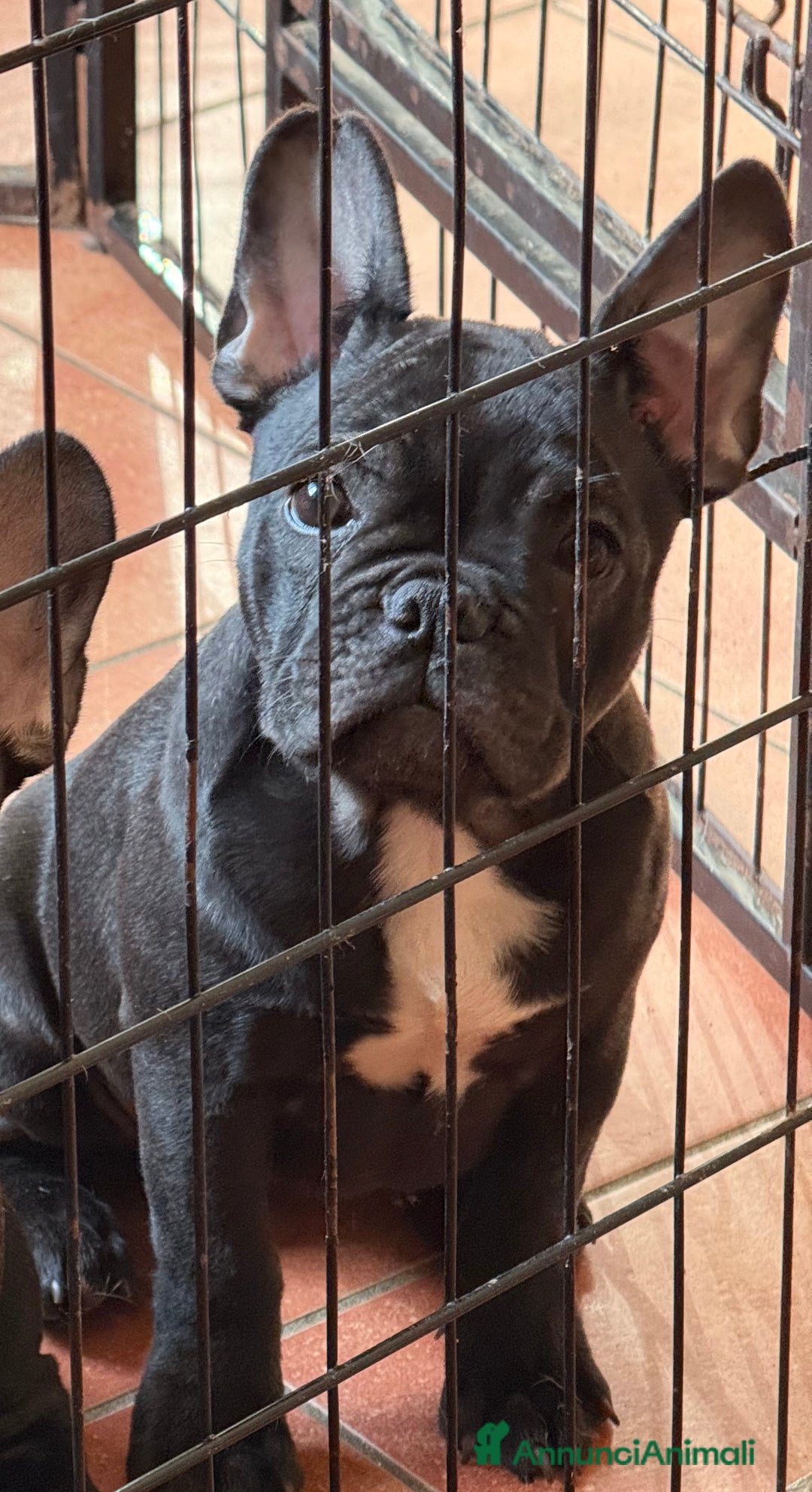 Bulldog Francese cani in vendita: Bulldog francese cucciolo  - Immagine 3