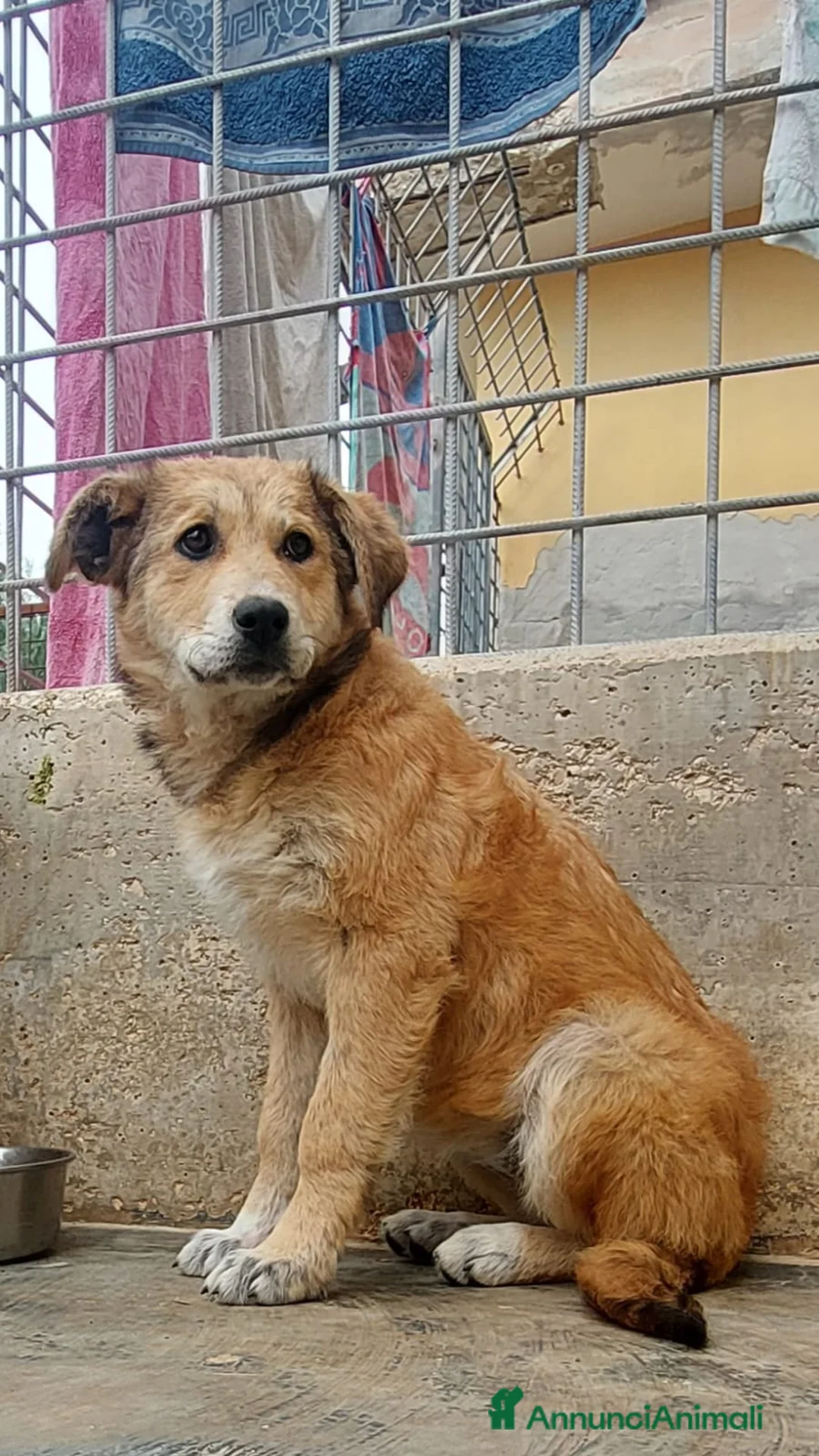 Meticcio cani in regalo: Magma Cerca Famiglia. Info Monica 3890238584 a Provincia autonoma di Trento - Annuncio 2