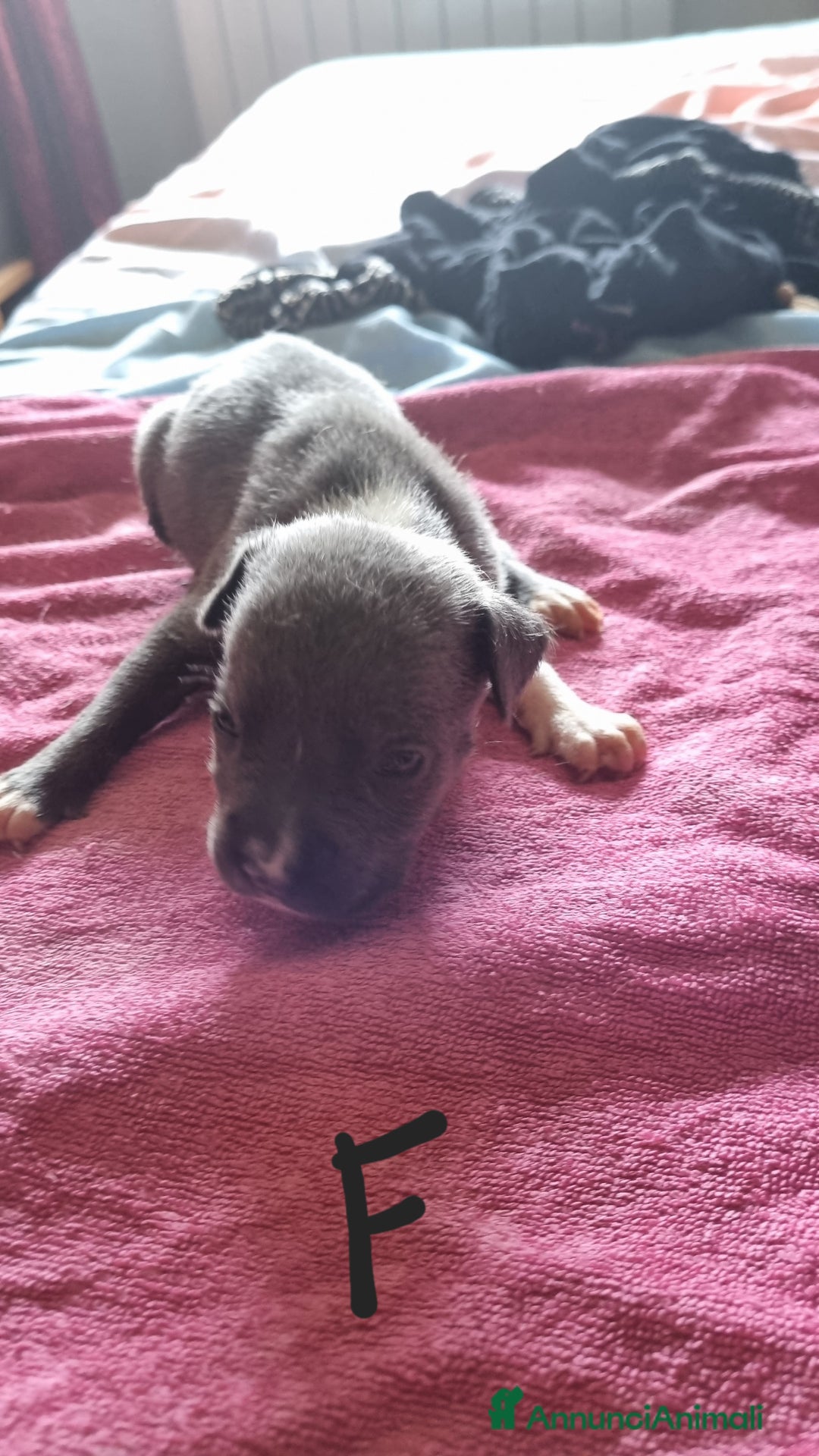 Pitbull cani in vendita: Cuccioli di pitbull a Città Metropolitana di Genova - Immagine 9