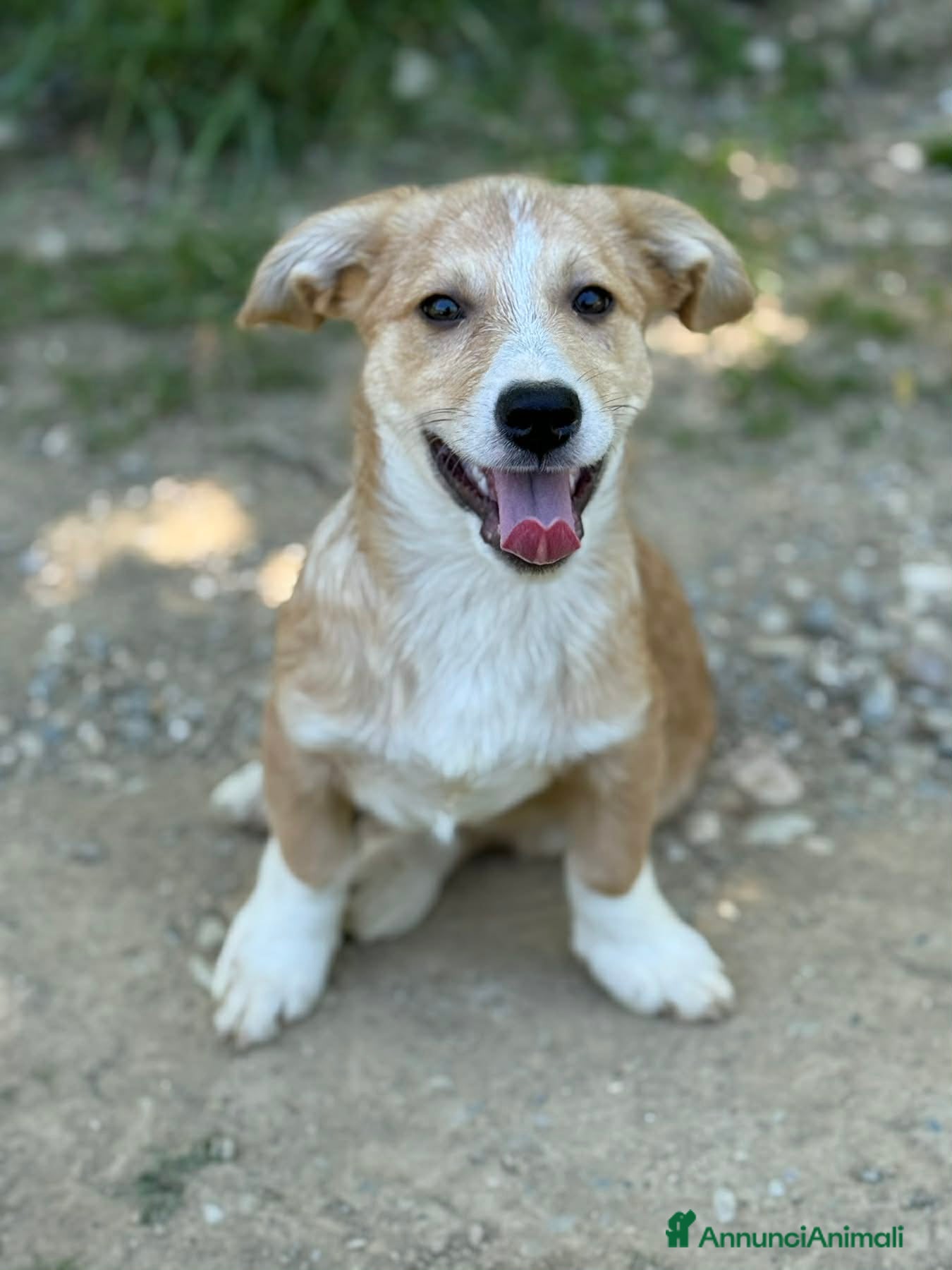 Meticcio cani in regalo: VITO, tenerissimo cucciolo TG MEDIO PICCOLA! - Annuncio 7