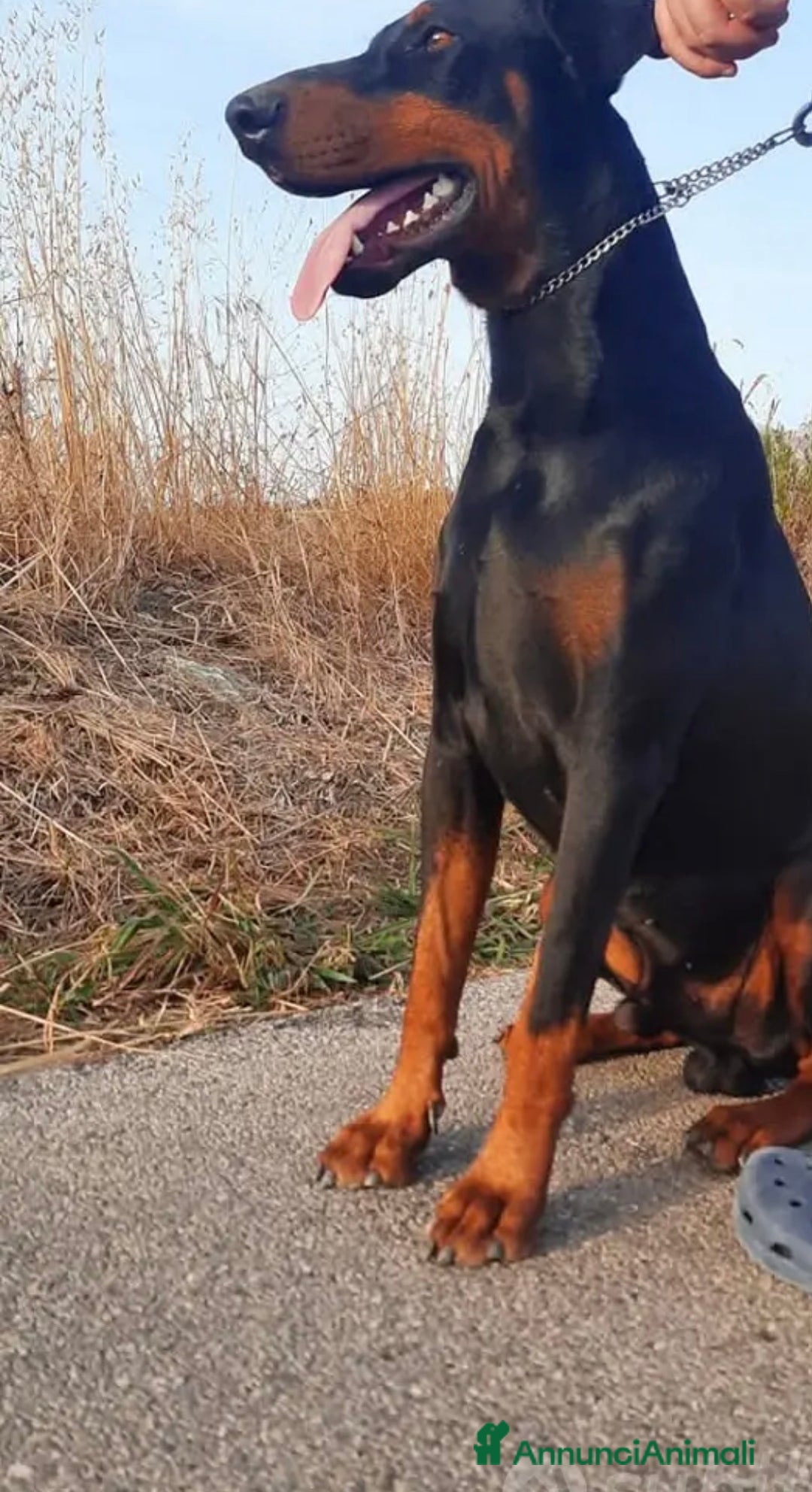 Dobermann cani in vendita: Cuccioli di dobermann - Annuncio 4