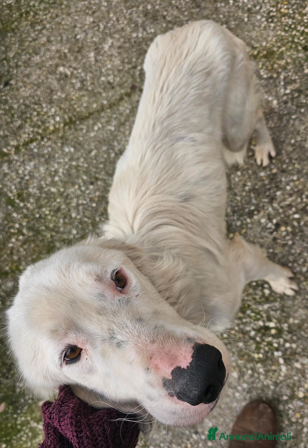 Meticcio cani in regalo: NEVE MIX GOLDEN RETRIEVER ALBINO a Provincia di Avellino - Annuncio 6