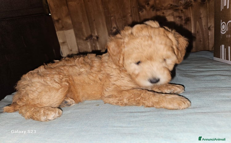 Barboncino cani a Provincia di Bergamo - Annuncio 12