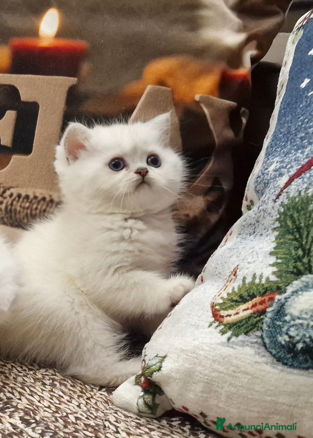 British gatti in vendita: British shorthair e longhair  - Annuncio 11