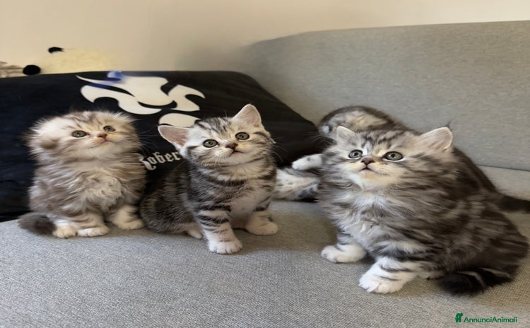 Scottish gatti Scottish Fold/ Straight  - Annuncio 12