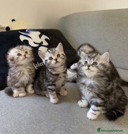 Scottish gatti Scottish Fold/ Straight - Annuncio 15