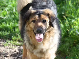 Meticcio cani Enza dolcissima mix border collie in adozione - Annuncio 9