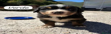 Bovaro del Bernese 1