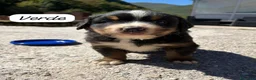 Bovaro del Bernese cani in vendita: Cuccioli del Bovaro del Bernese  - Annuncio 8