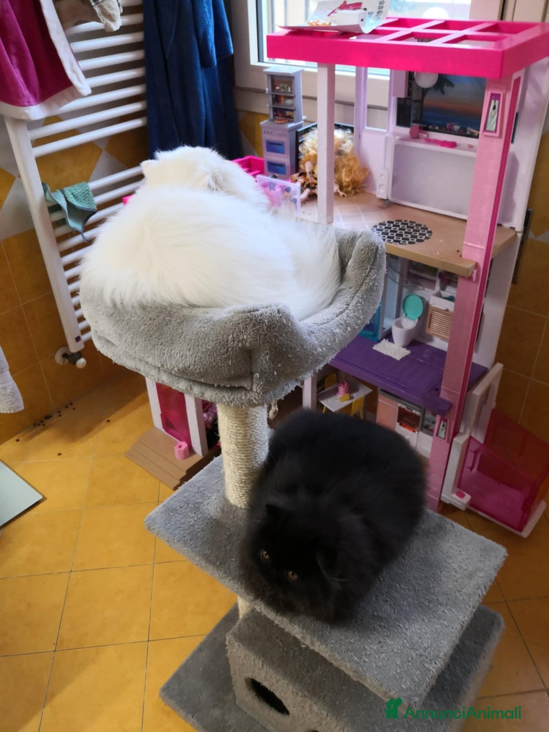 Persiano gatti in vendita: Cucciolo persiano  - Annuncio 8