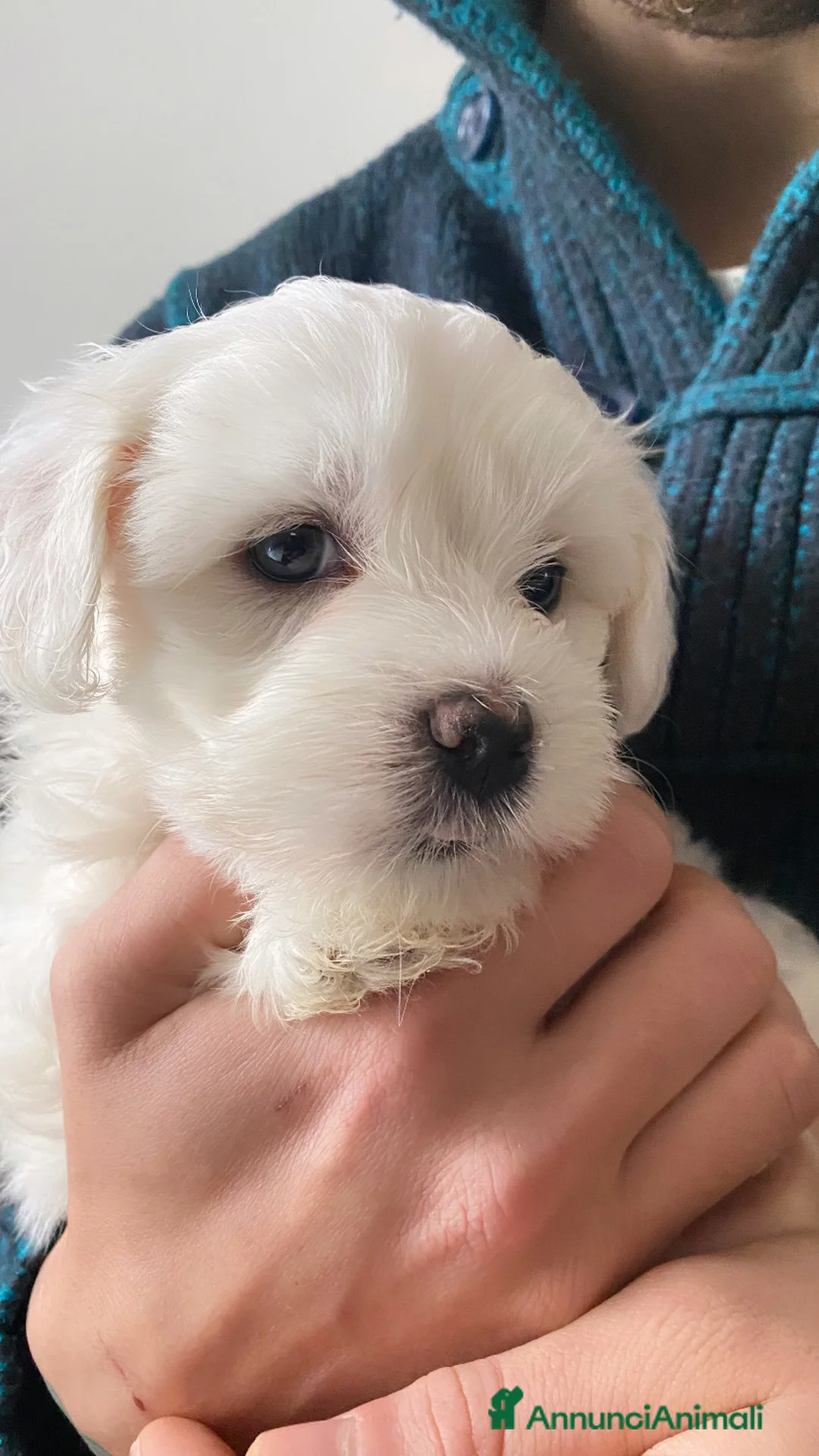 Maltese cani in vendita: Cuccioli di maltese - Annuncio 8