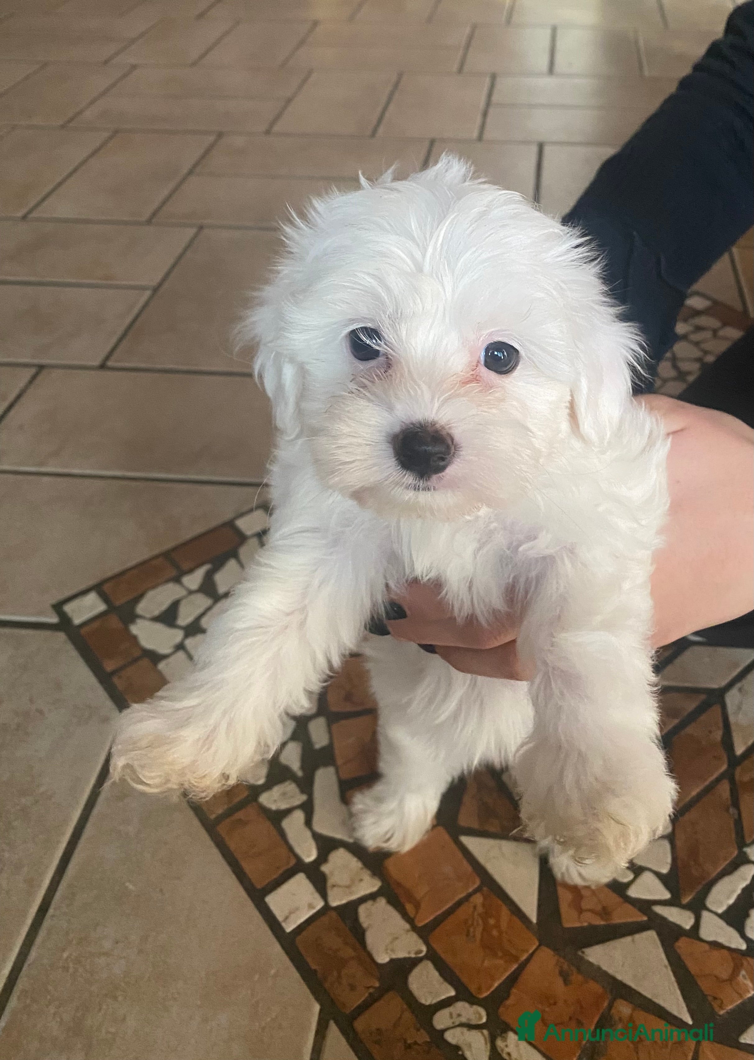 Maltese cani Cuccioli Maltese  - Annuncio 2