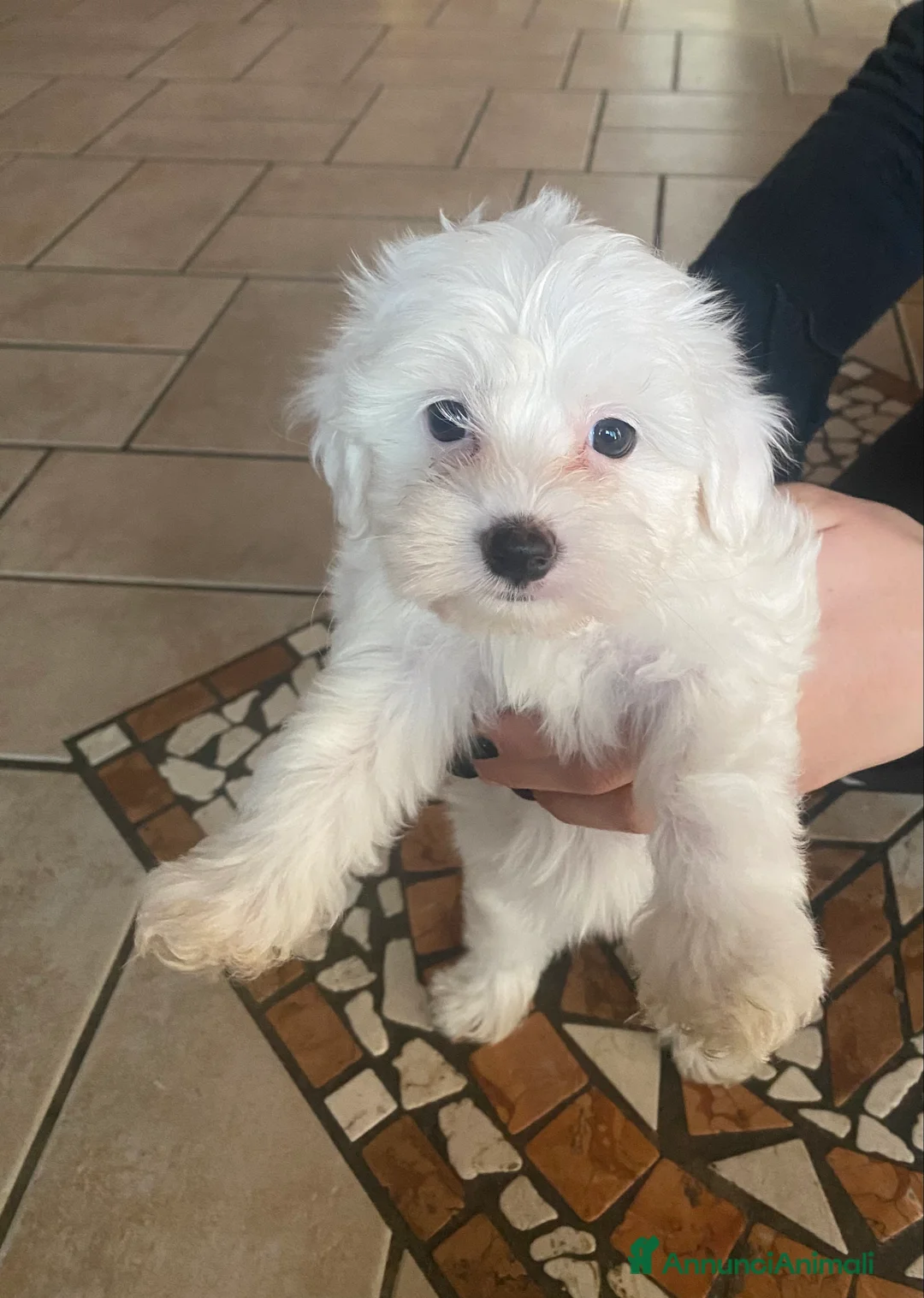 Maltese cani in vendita: Cuccioli Maltese  - Annuncio 2
