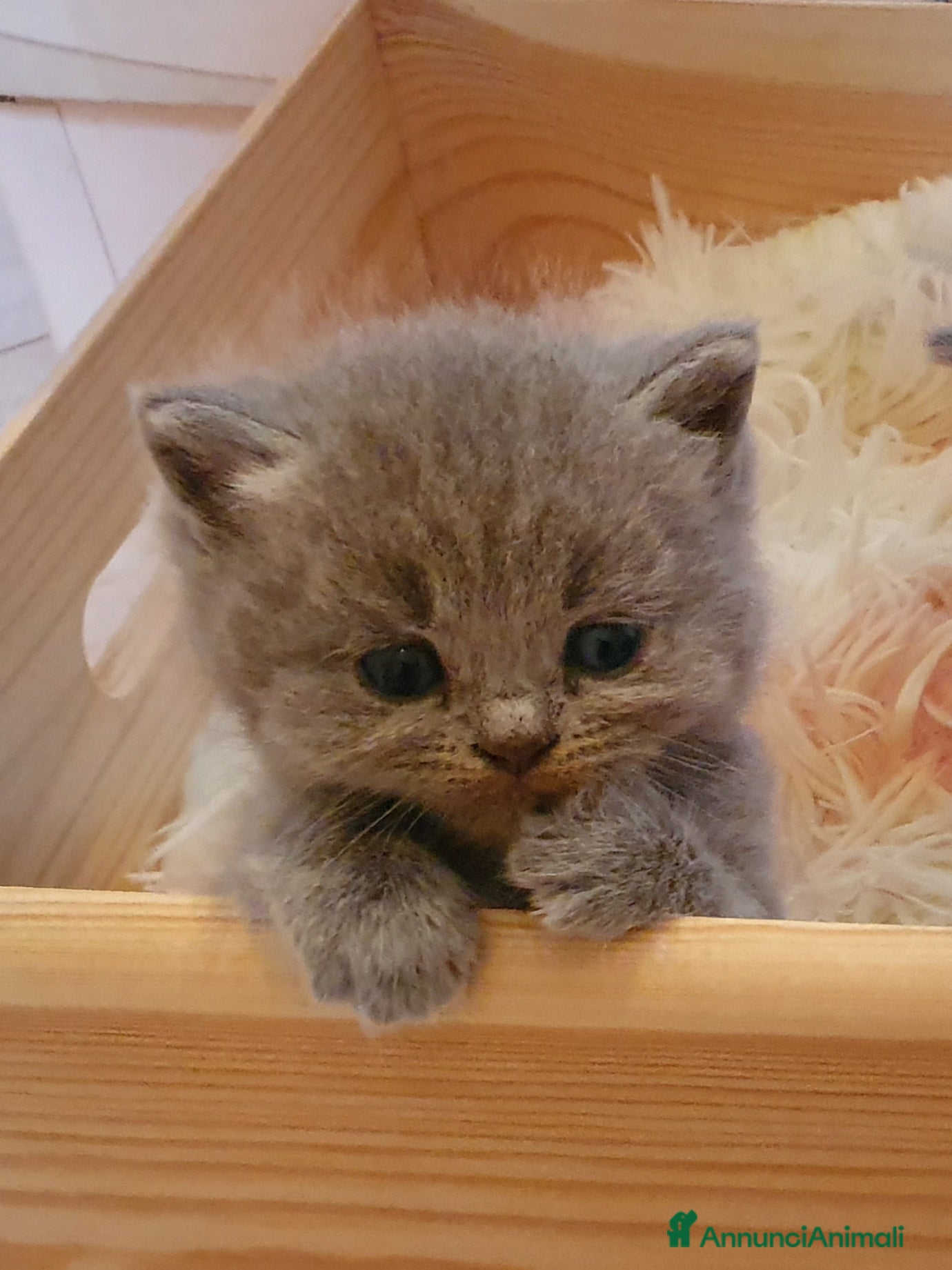 British gatti Cucciole British shorthair blu con pedigree  - Annuncio 3