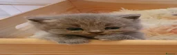 British gatti in vendita: Cucciole British shorthair blu con pedigree  - Annuncio 1