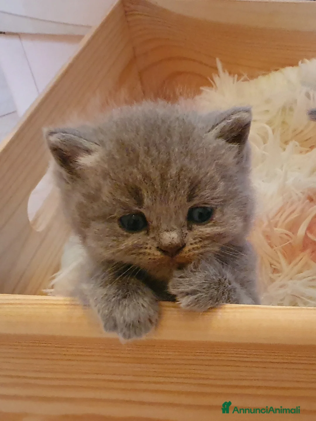 British gatti in vendita: Cucciole British shorthair blu con pedigree  - Annuncio 1