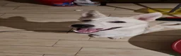 Meticcio cani in regalo: ADOZIONE URGENTISSIMA!  - Annuncio 5