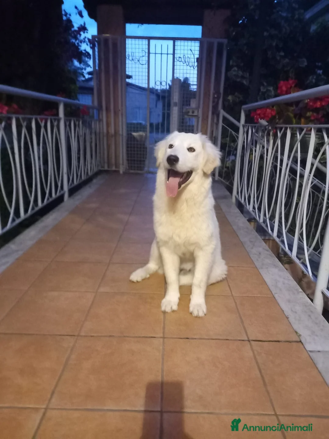 Meticcio cani in regalo: Fortunato cerca casa fortunata  - Annuncio 1