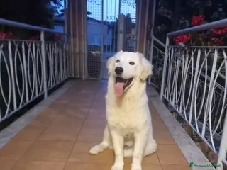 Meticcio cani Fortunato cerca casa fortunata - Annuncio 31