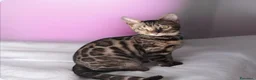 Bengala gatti in vendita: Splendidi gattini del Bengala  - Annuncio 8