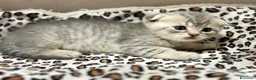 British gatti in vendita: Scottish fold sthrait  - Annuncio 6