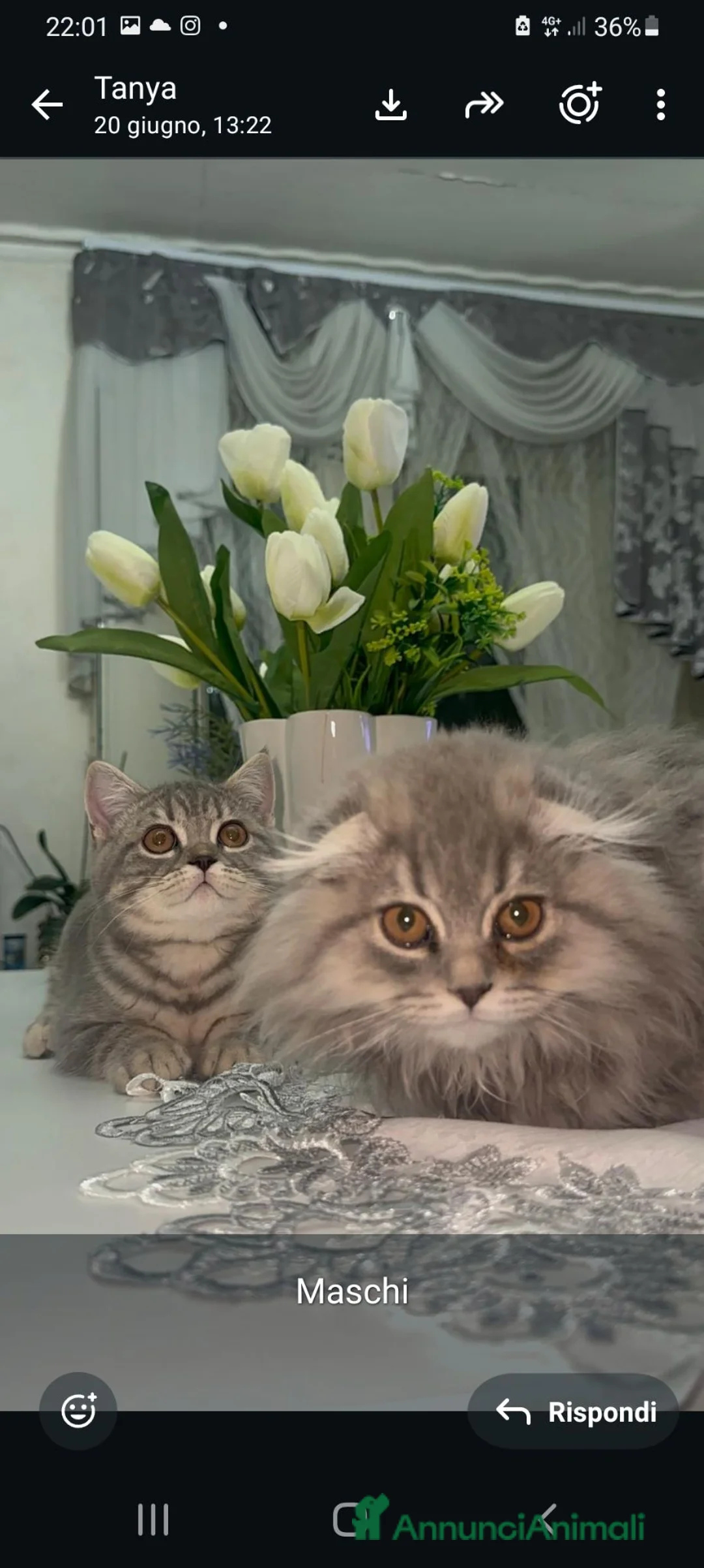 Scottish gatti in vendita: In vendita  - Annuncio 6