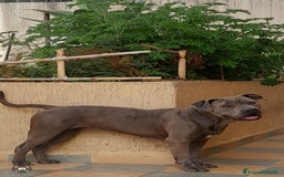 Pitbull cani in regalo: Splendida Pitbull - ELLA a Città metropolitana di Milano - Immagine 7