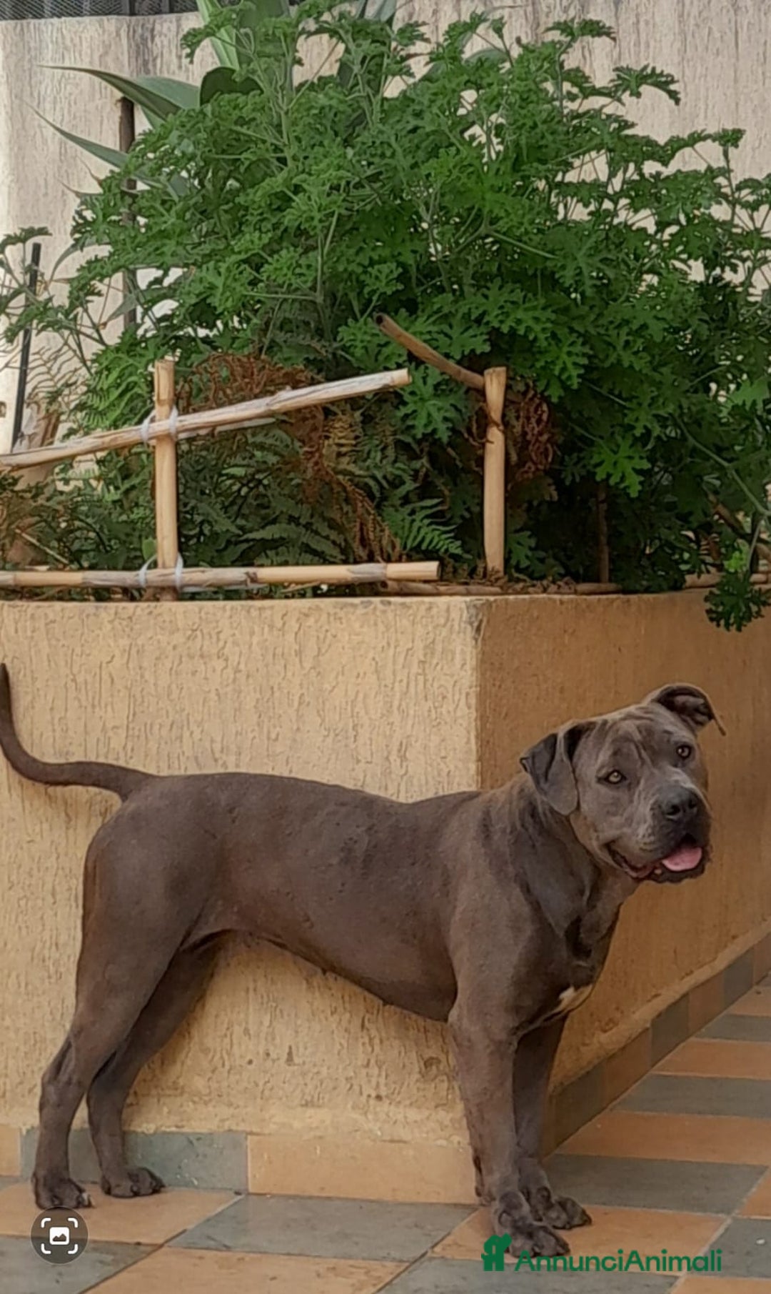 Pitbull cani in regalo: Splendida Pitbull - ELLA a Città metropolitana di Milano - Immagine 7