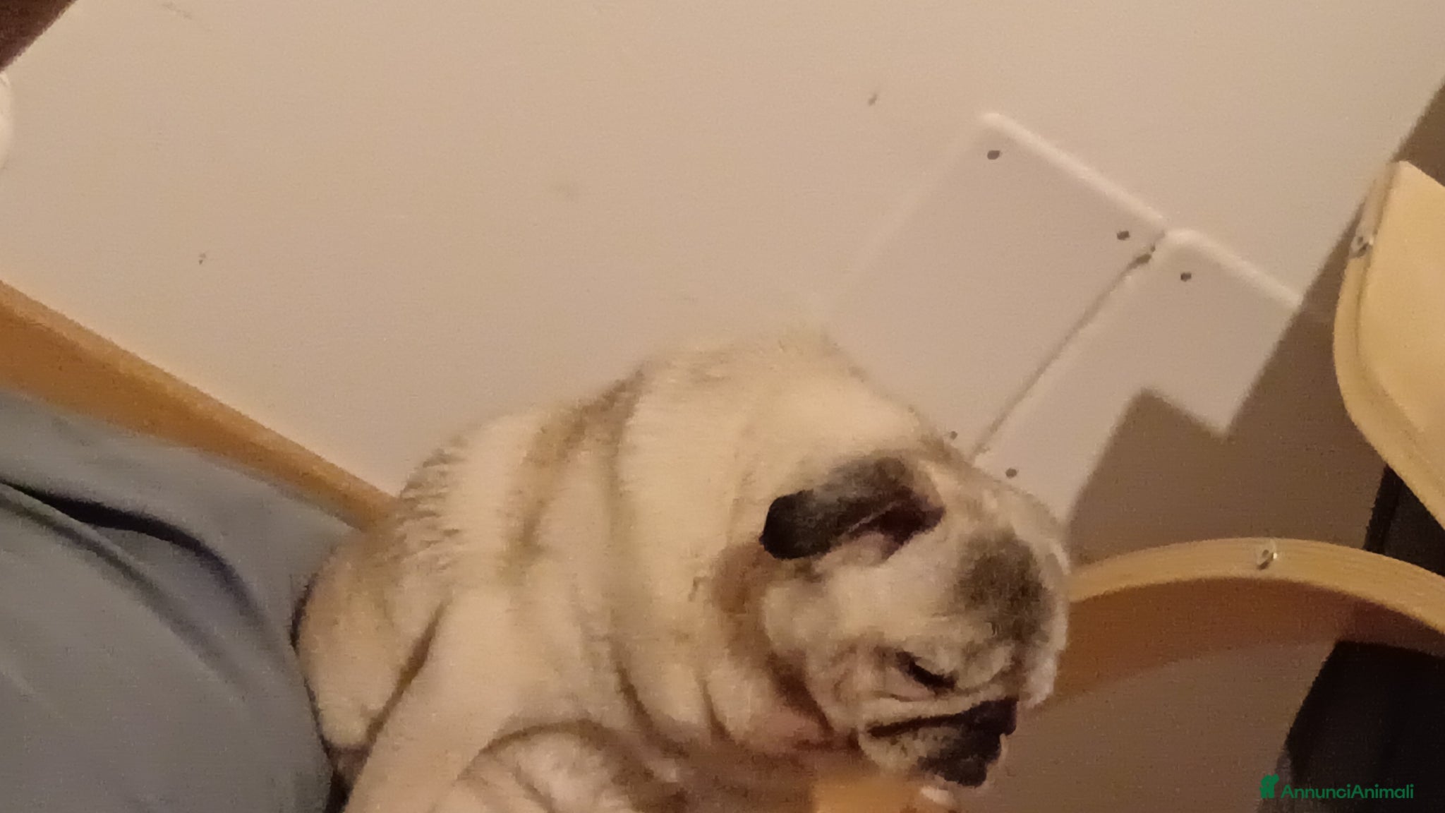 Carlino cani cedo cane carlino maschio  - Annuncio 1