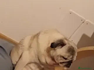 Carlino cani cedo cane carlino maschio - Annuncio 3