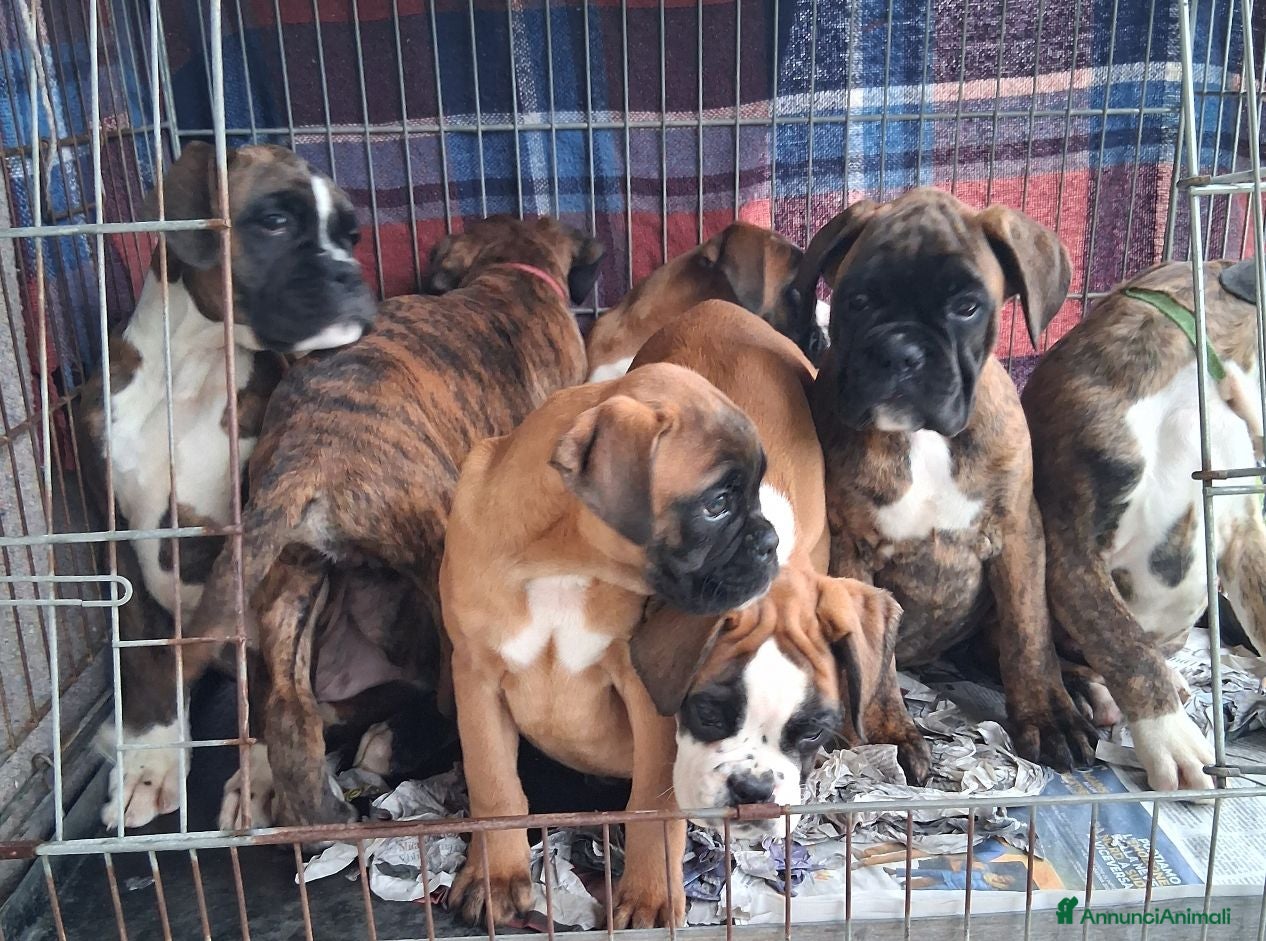 Boxer cani cuccioli boxer - Annuncio 2
