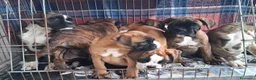 Boxer cani in vendita: cuccioli boxer - Annuncio 2