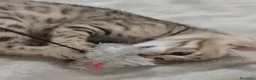 Bengala gatti in vendita: Gatto del Bengala  - Annuncio 11