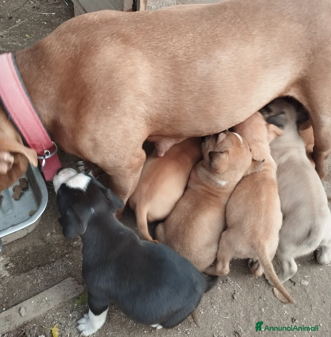 Pitbull cani in regalo: Regalo cuccioli  - Annuncio 2