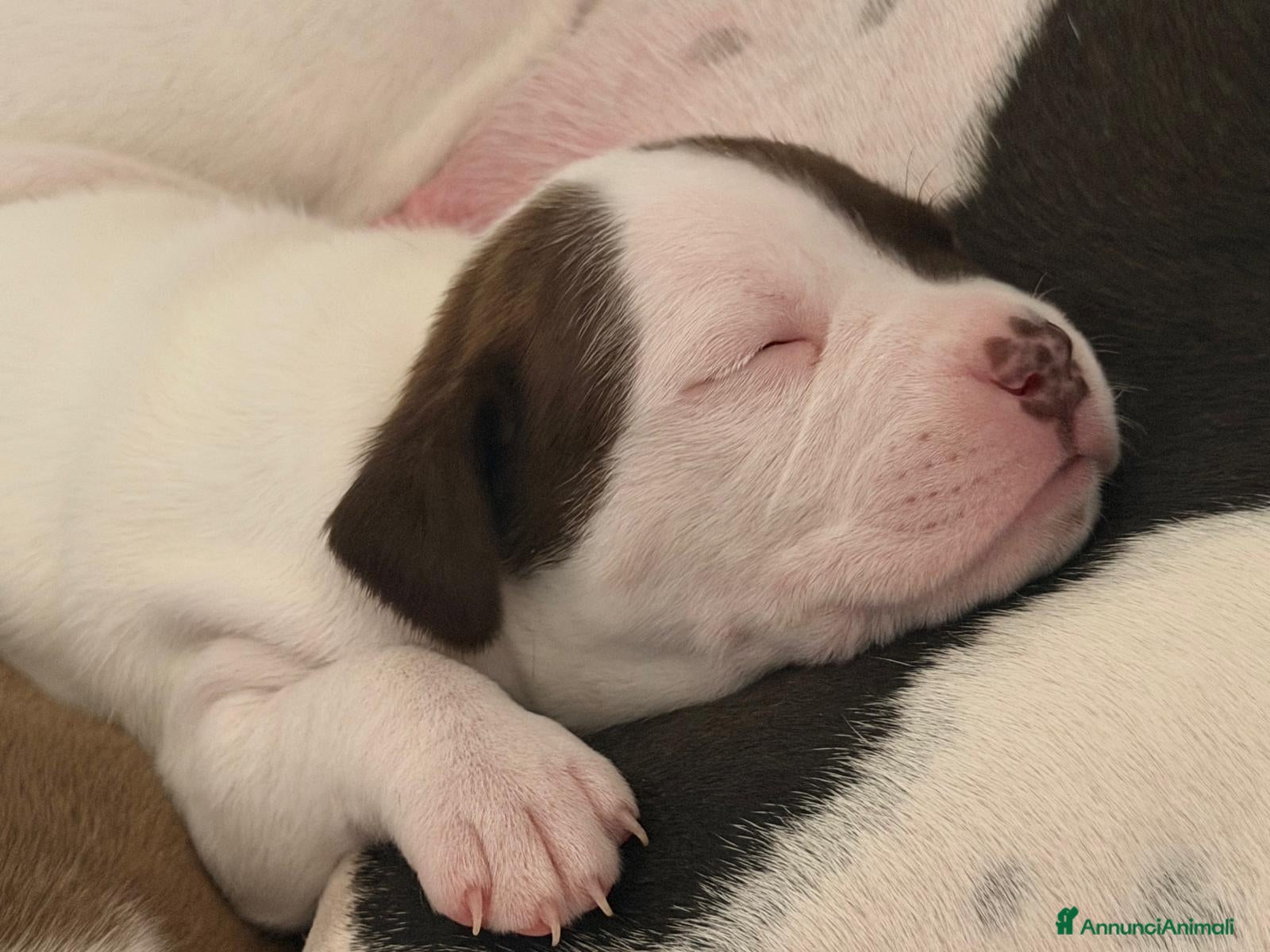 Pitbull cani Pitbull terrier ukc - Annuncio 2