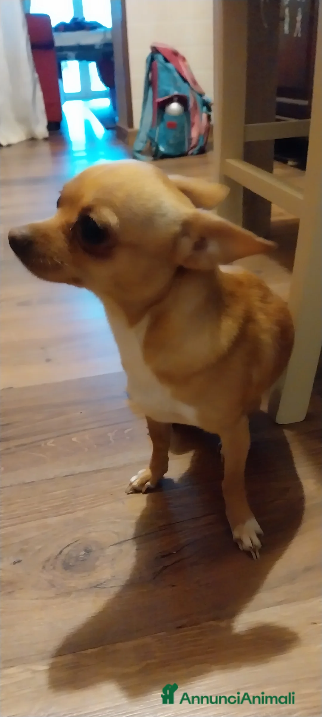 Chihuahua cani in vendita: Cuccioli di Chihuahua - Annuncio 6