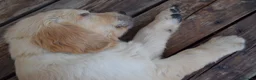 Golden Retriever cani in vendita: Ultimi cuccioli disponibili - Annuncio 7