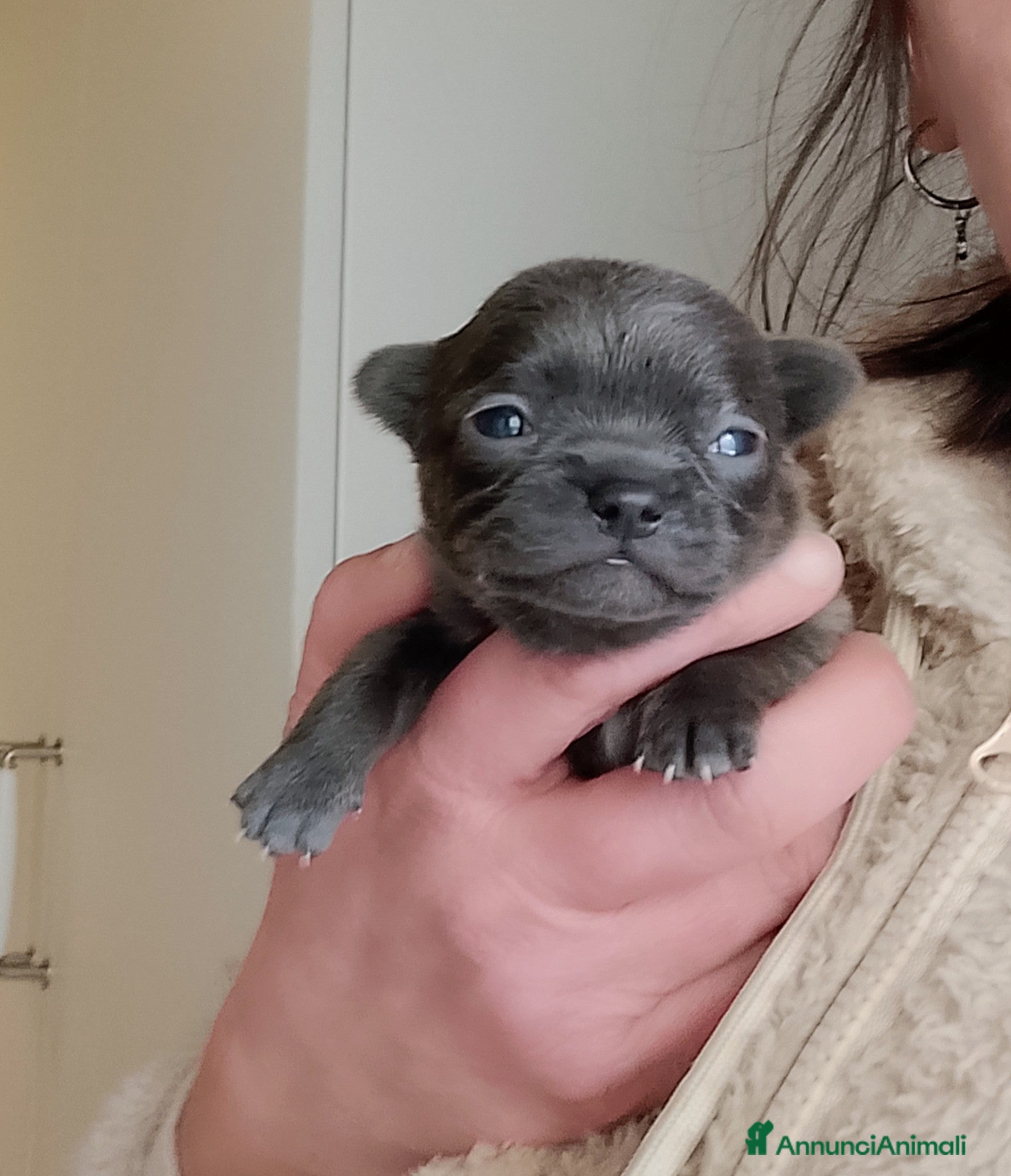 Chihuahua cani Chihuahua pedigree ENCI  - Annuncio 32