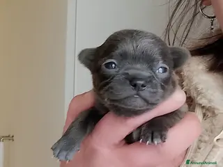 Chihuahua cani Chihuahua pedigree ENCI - Annuncio 32