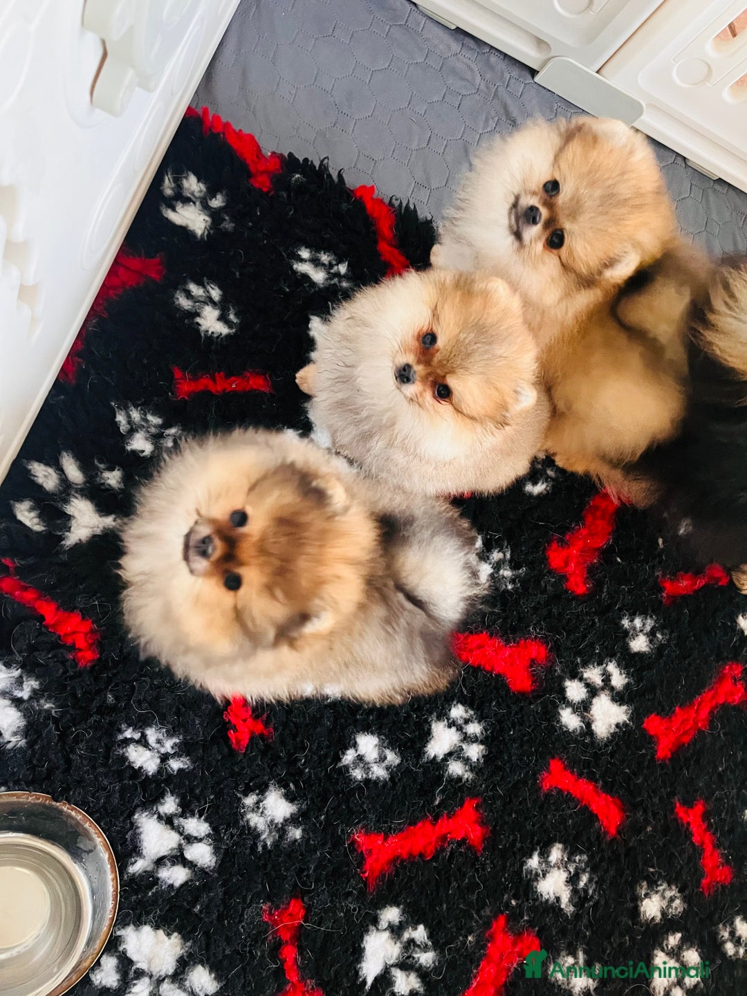 Spitz cani in vendita: Spitz tedesco nano - Annuncio 5