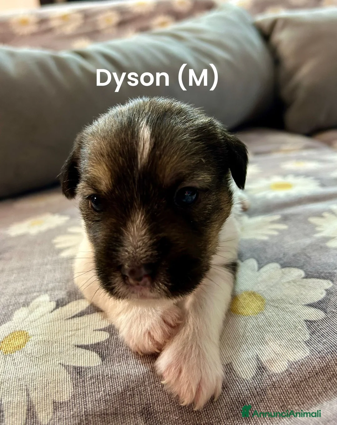 Jack Russell cani in vendita: Cuccioli di jack Russel pelo broken  - Annuncio 2