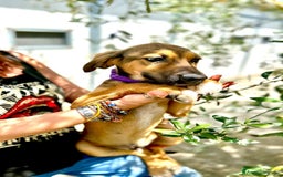 Meticcio cani in regalo: 8 cuccioli da salvare, 4 mesi: Gohan, Goku, ... a Provincia di Bergamo - Immagine 11
