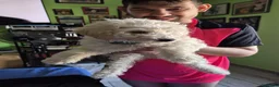 Maltipoo cani in vendita: Cucciolo maltipoo - Annuncio 6