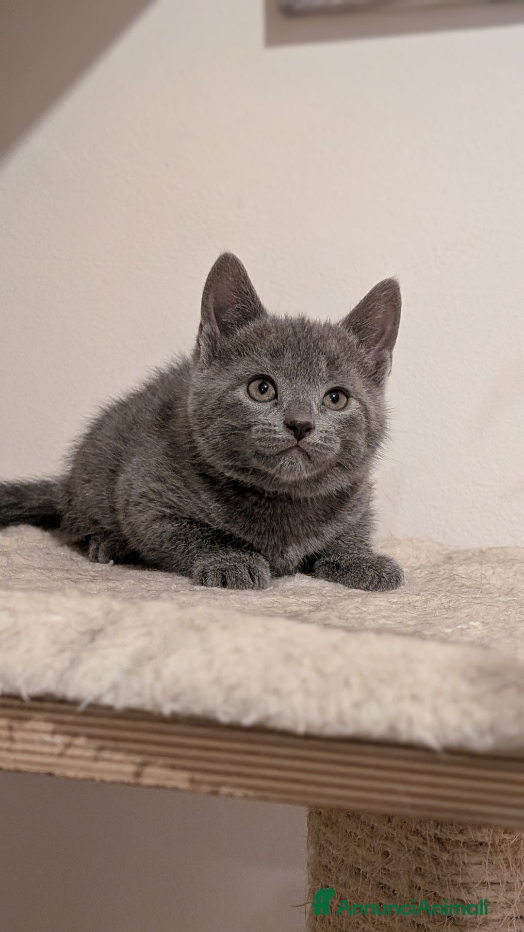 Certosino gatti in vendita: Cuccioli di certosino alta genealogia  - Annuncio 5