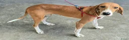 Segugio cani in regalo: Cassandra 1 anno segugia - Annuncio 1