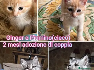 Altre razze gatti GATTINI BISOGNOSI IN CERCA DI CASA - Annuncio 6